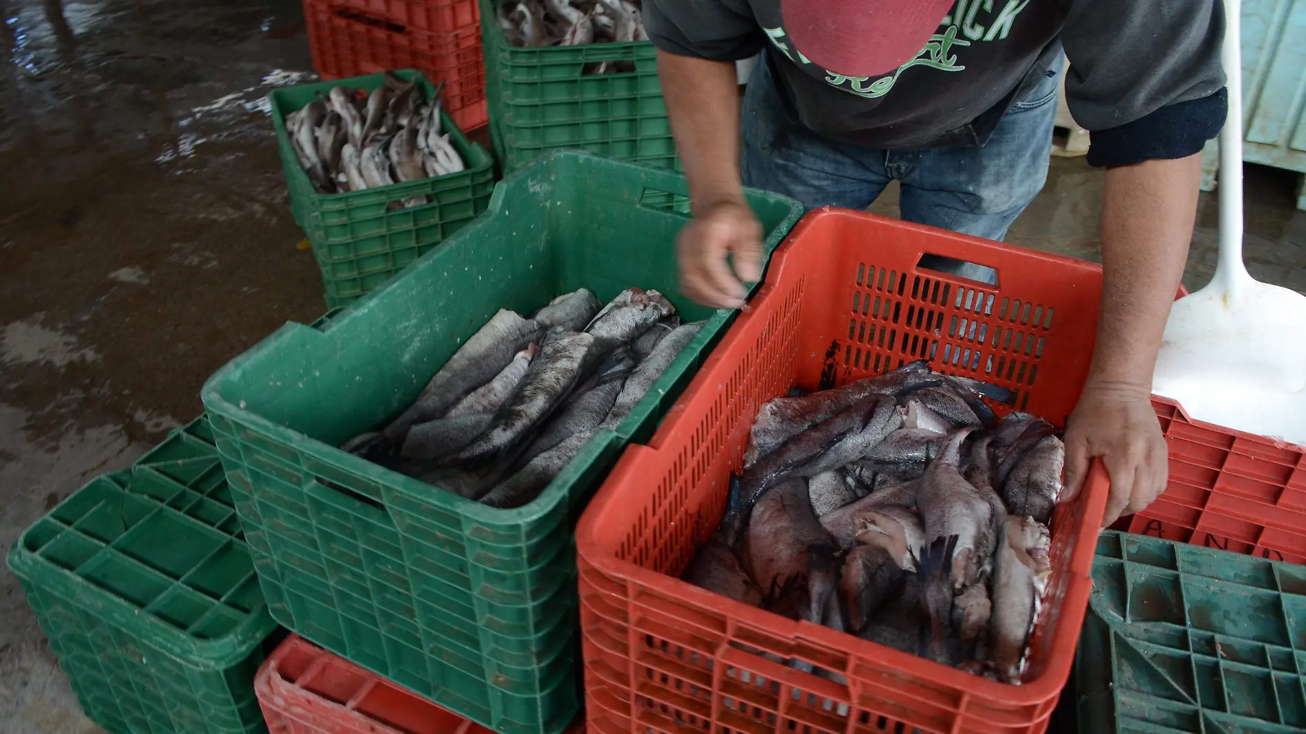 Pescadores Bahia de Kino